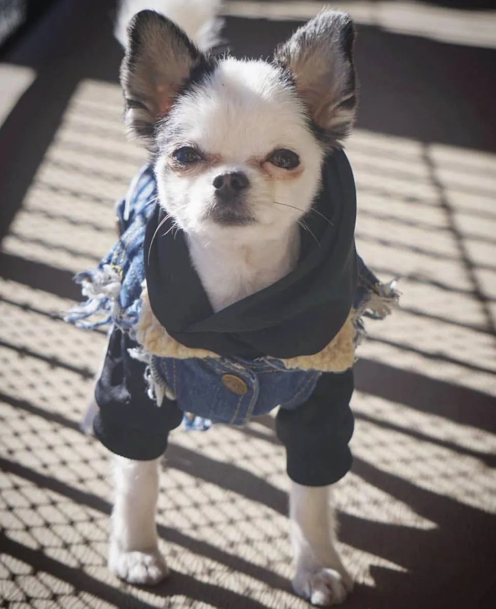 Layer Up! - Sherpa Denim dog vest   Dog Hoodie Set