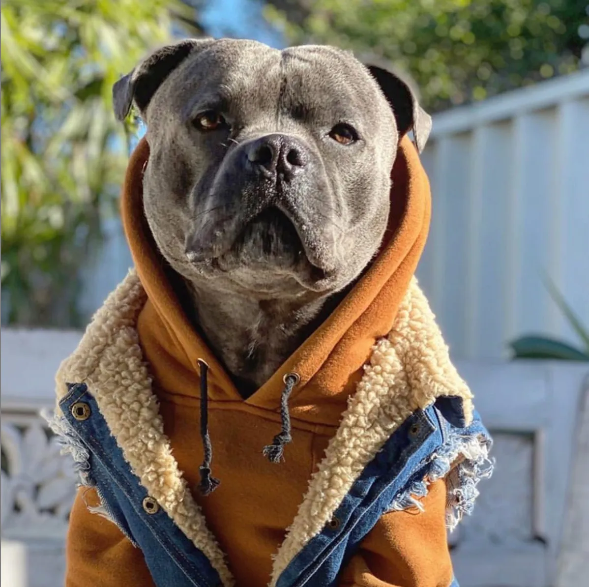 Layer Up! - Sherpa Denim dog vest   Dog Hoodie Set