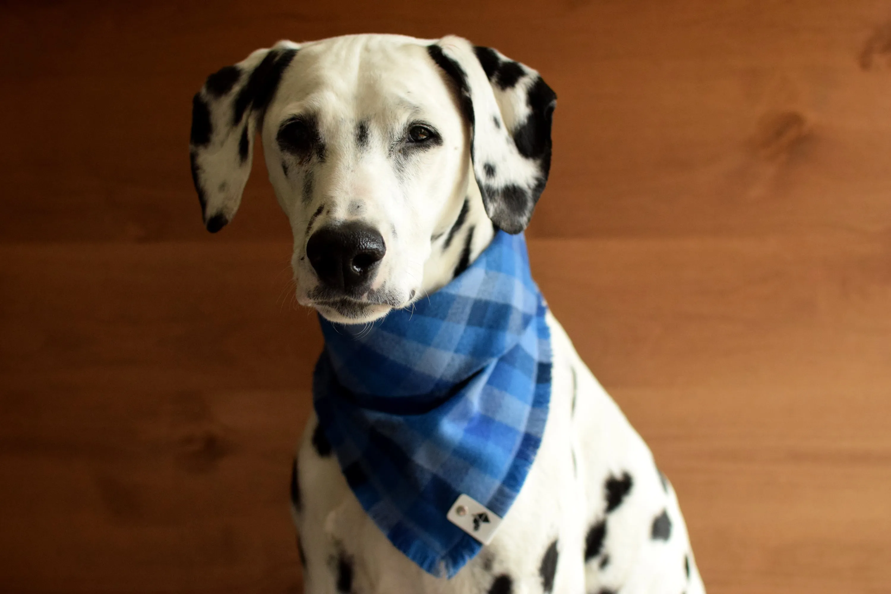 SAPPHIRE Fringed Flannel Dog Bandana - Snap/Tie On Cotton Scarf